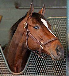 BH_AEberhardt's tweet image. Amazing #Untapable retires for Ron Winchell @Tapizaring @DJFiske #CorinthiaFarm @ABRLive Untapable
