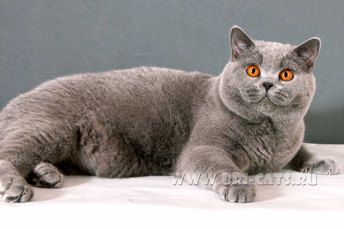 brikoshka's tweet photo. Нашему коту исполнился 1 год! https://t.co/PjhzZL2rix   #британскийкот #голубойкот #продажабританскихкотят #питомник https://t.co/Y3oYlyzVoY