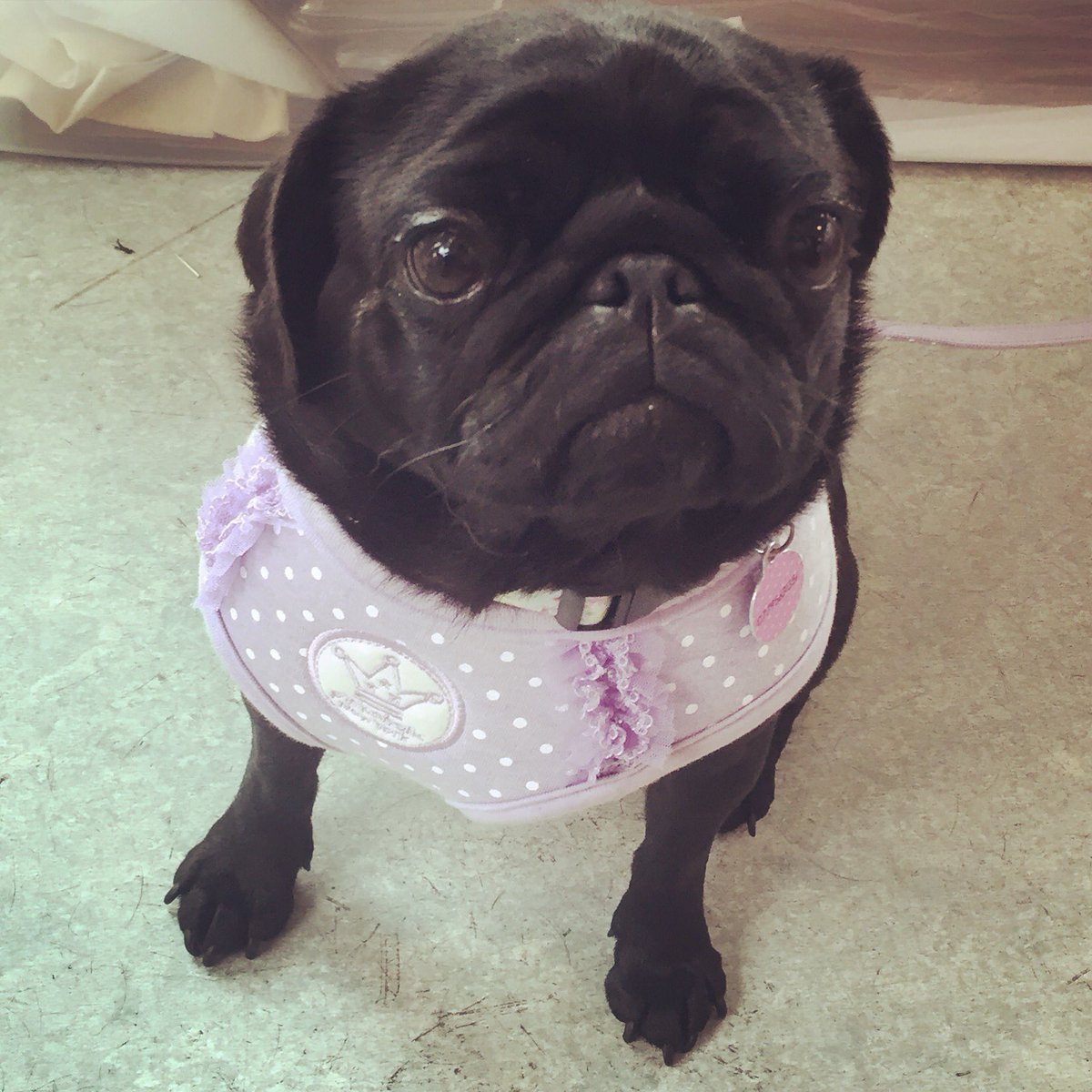 PollyPugs's tweet photo. We had a great day at #PugfestBirmingham thanks to everyone who visited our stall 😊 #Puppia #Pinkaholic https://t.co/cLPgOp02cK