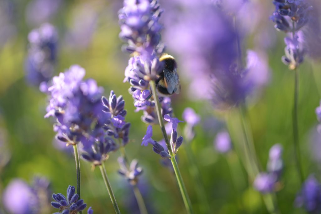 ThePrettyPic's tweet photo. Love smelling lavender in the summer rain #delightful https://t.co/Zcah0Vn6hz