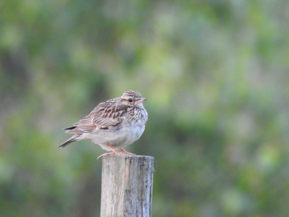 bunceyola's tweet photo. Hi @JA_Eyre, Would I be right in thinking this is a juvenile woodlark? Seen yesterday evening Chobham. Thx. Sarah. https://t.co/pVM3OyArD5