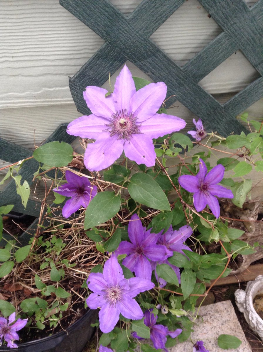midnight_ruby94's tweet image. Pretty purple flowers :) &amp;lt;3