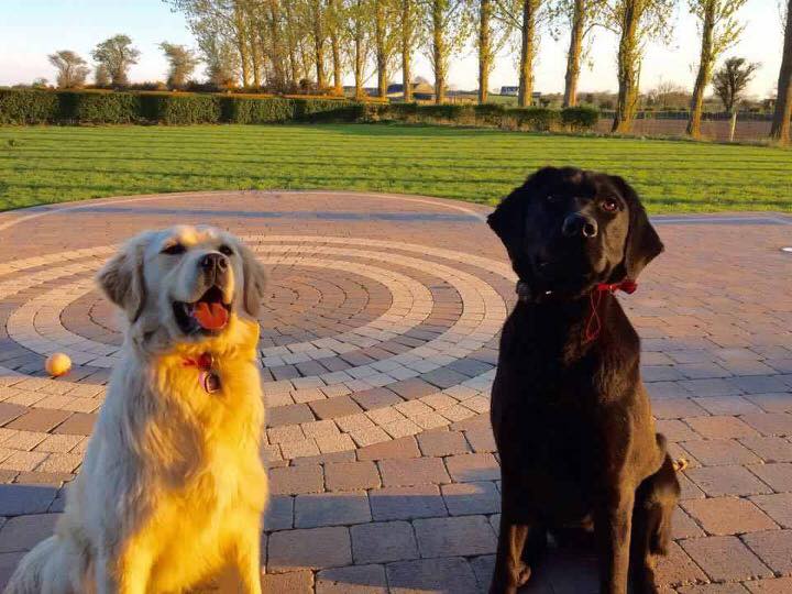 RT <a href="/HelpFindThem14/">HelpFindThem</a>: MISSING 2yr old Golden Retriever &amp; 3yr old Lab Both spayed &amp; chipped. Missing #Cooley #Louth RT!