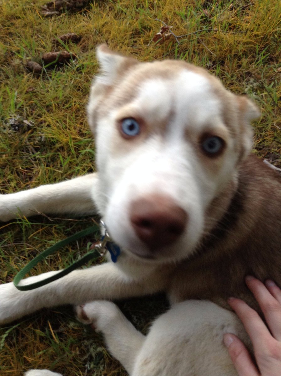 midnight_ruby94's tweet image. This is Astrid when she was a pup, this is my friends husky &amp;lt;3