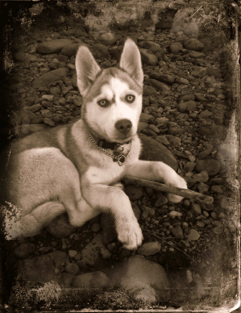 midnight_ruby94's tweet image. Another picture of Astrid the pup &amp;lt;3