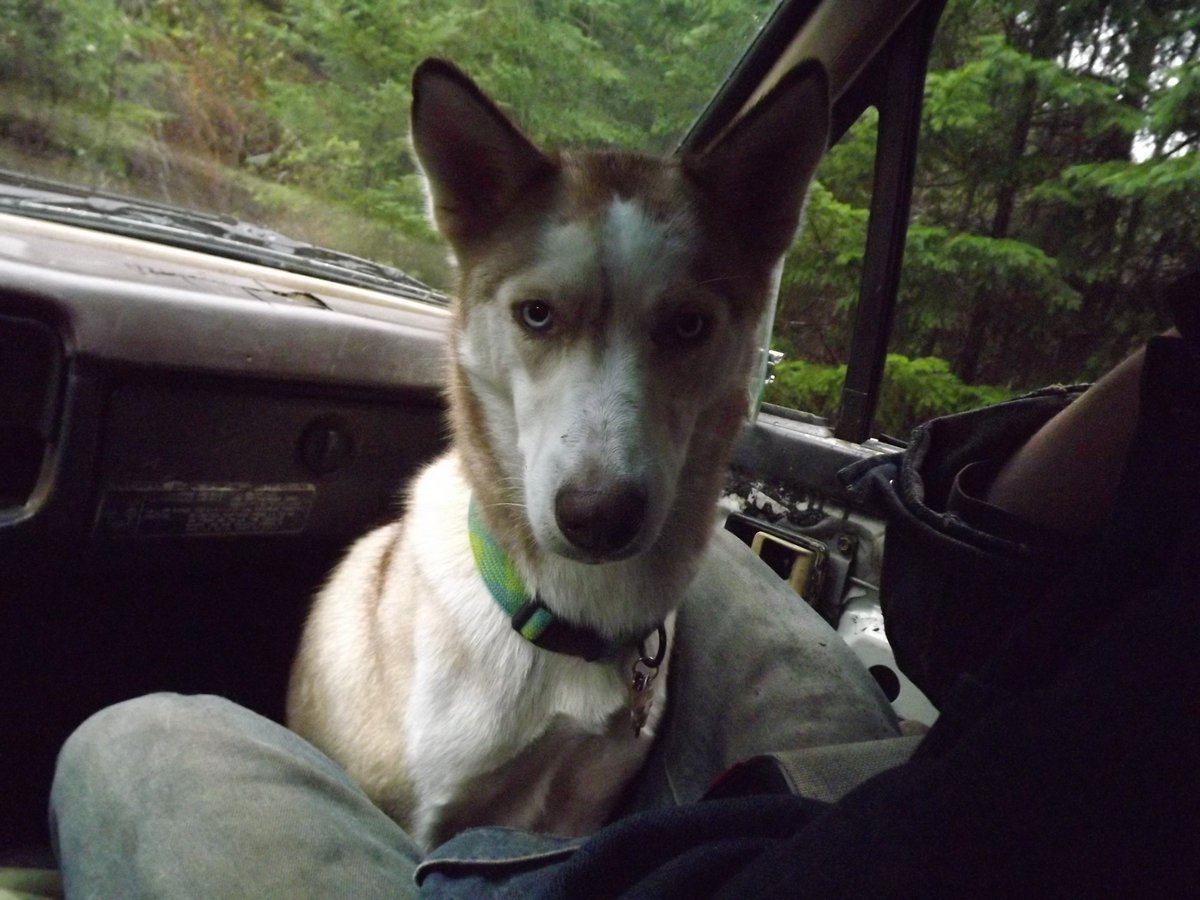 midnight_ruby94's tweet image. Astrid recently &amp;lt;3 she is such a good pup.