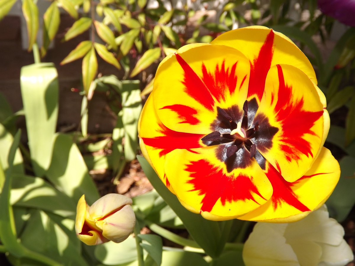 midnight_ruby94's tweet image. Beautiful picture of a tulip, I actually took this photo. It turned out better than I thought it would.