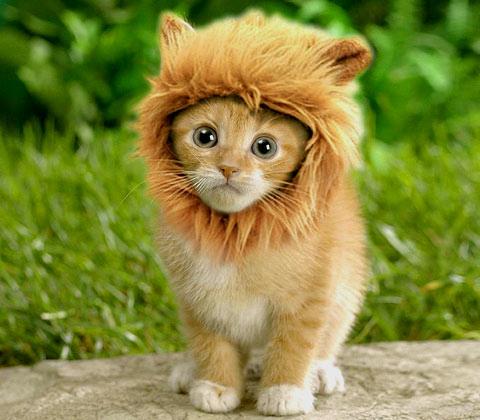 ScoutAnimal tweet picture