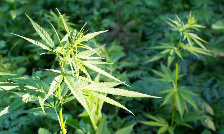 "Do I Have to Smoke It?" 5 More Basic Cannabis Questions Answered by <a href="/leafly/">Leafly</a> bit.ly/1GKGPjT