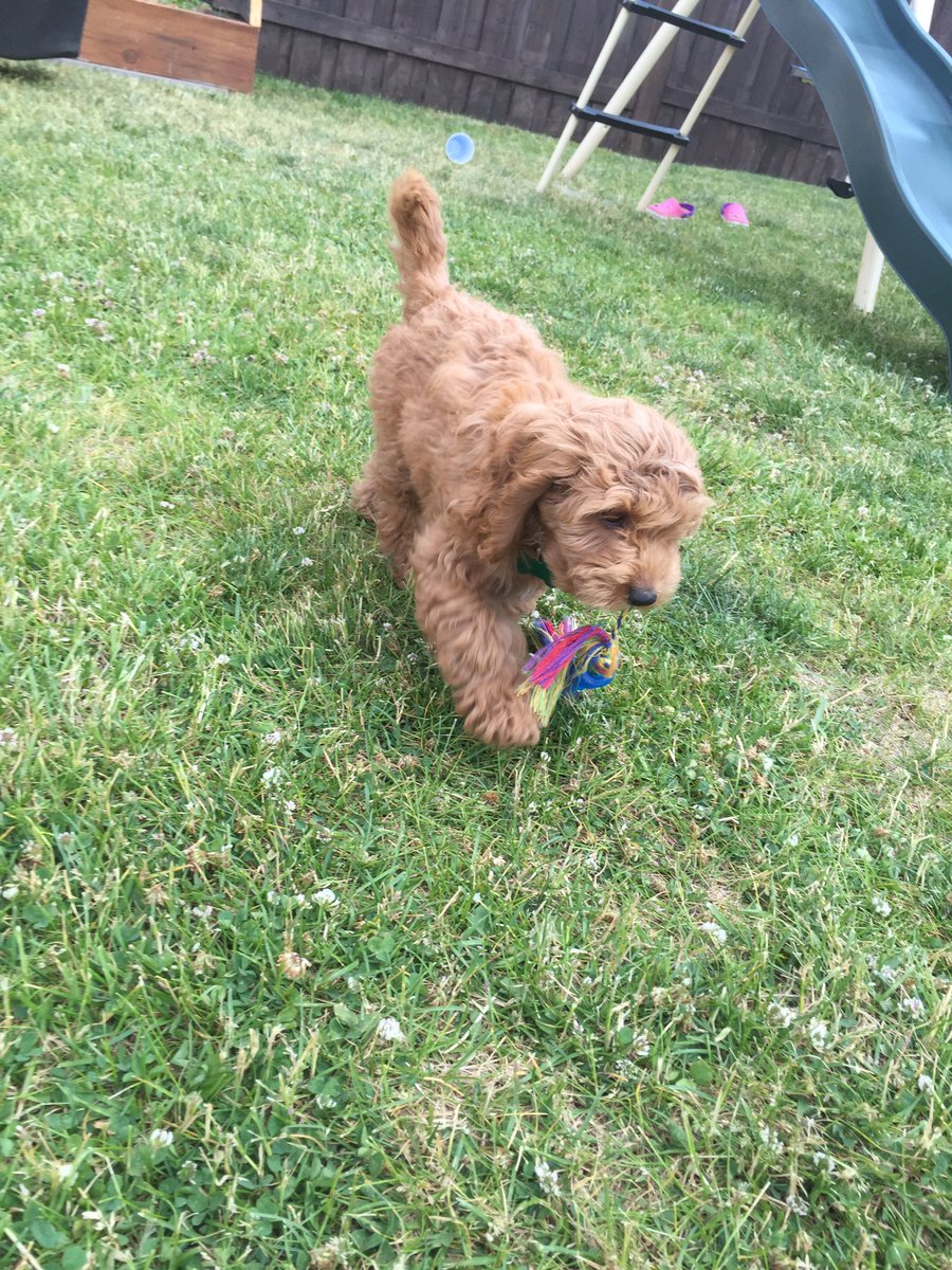 cockapoo_luna's tweet image. Fun in the sun! #Summer
