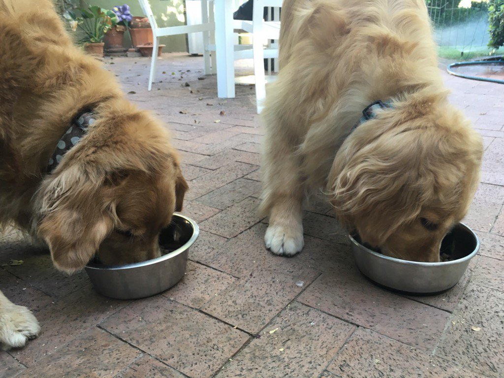 JCG_AZ_is's tweet photo. Dogs enjoying sidewalk stovetop cuisine.  #Arizona #phxheat  #SouthwestCooking https://t.co/hUJReOcWuz
