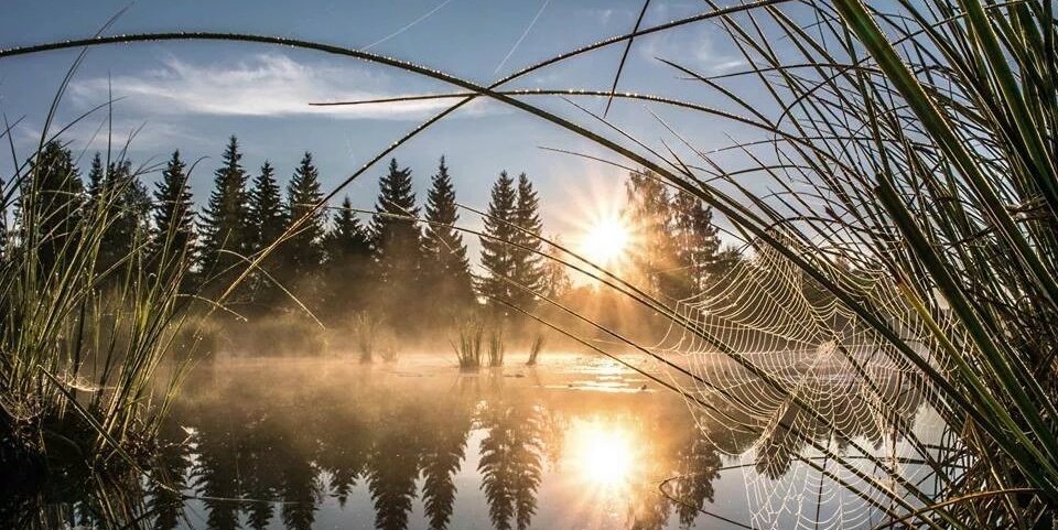 Таково умиротворенное состояние природы. Умиротворяющая природа. Отражение леса в воде. Рассвет на озере. Тишина природы.