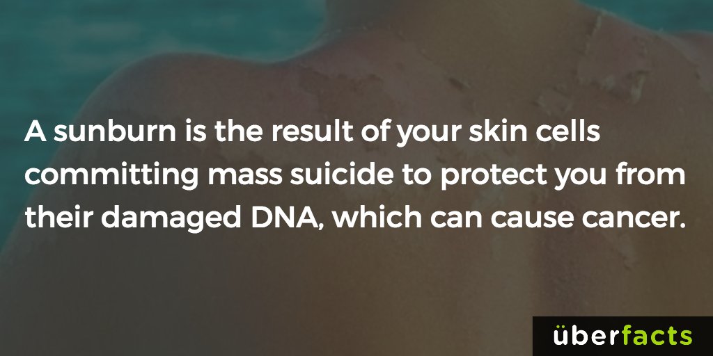 UberFacts's tweet image. 