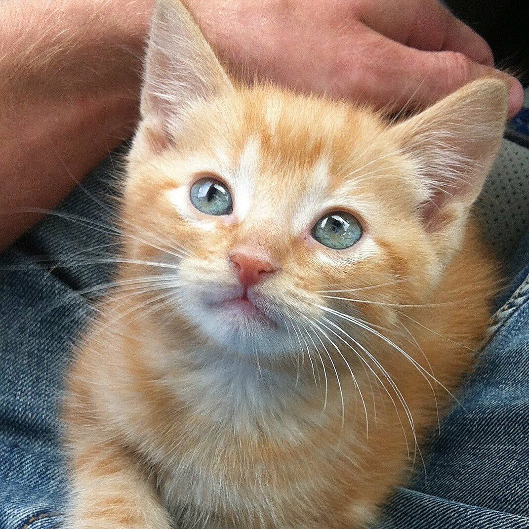 This was the first day my dad brought me home 😽