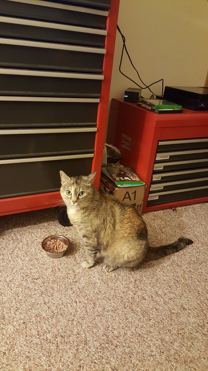XxGurlx's tweet photo. After living alone for 2 months, it feels so wonderful to have this lil cutie with me. https://t.co/V7lHjcrgnf