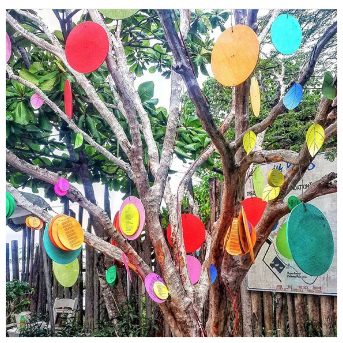calabashfest's tweet photo. I miss the PoetTree #calabash2016 two weeks ago - two years to wait @kwamedawes @goddessrockstar @deikamorrison https://t.co/DxRd8W1FSY