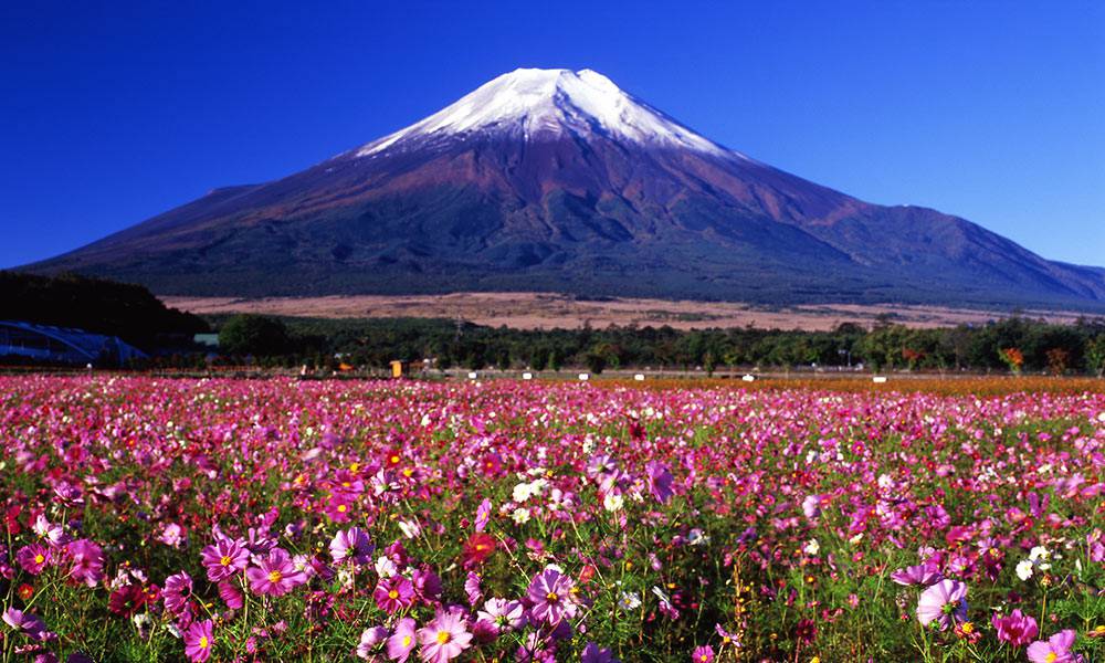 Japanexperttour's tweet photo. จักรวาลทุ่งดอกไม้ที่มีสีสันการตกแต่งบนเนินเขา https://t.co/PzTVGPJNn0

ดอกคอสมอสที่เรียกว่าดอกซากุระของฤดูใบไม้ร... https://t.co/uix9xwsMp3