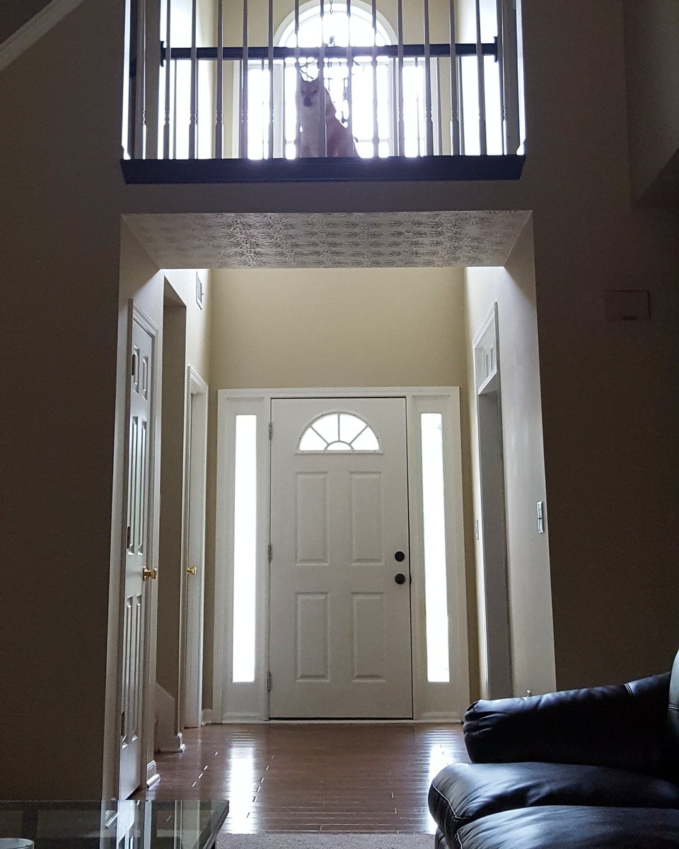 ShibaZPack's tweet photo. #creepmaster Shiba tip #1, always make sure u are in a good position to oversee your employees. Aka, humans. https://t.co/TzFnp5RBuZ