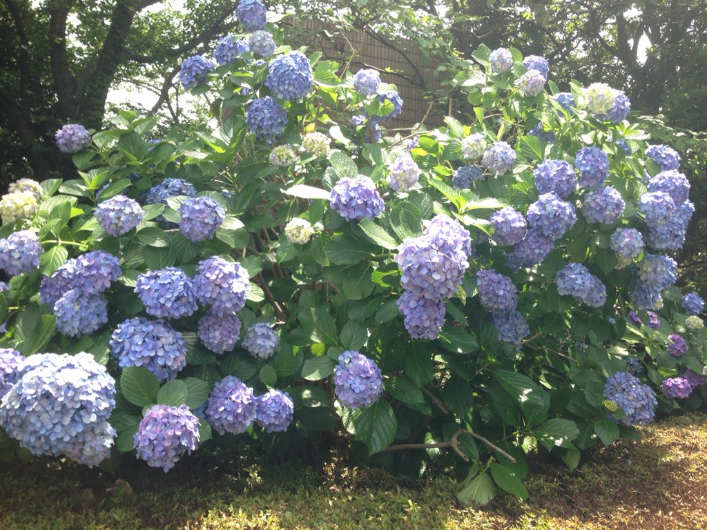 心に強く訴える浮気 花 言葉 すべての美しい花の画像