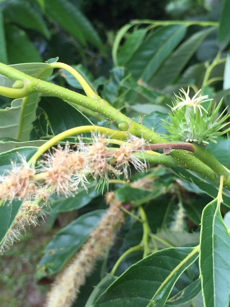 栗の赤ちゃん Twitter Search Twitter