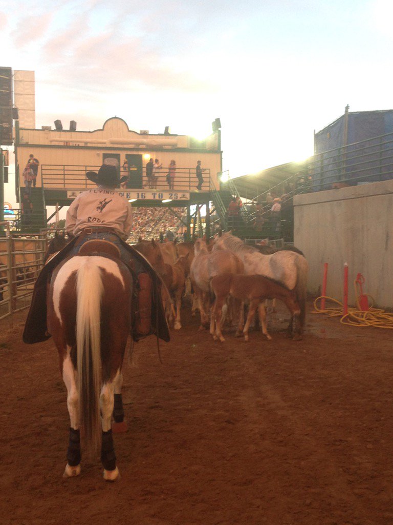 horsesncows's tweet photo. @renorodeo #Mares&amp;Colts #FlyingU https://t.co/sQZ3Lg4AcS