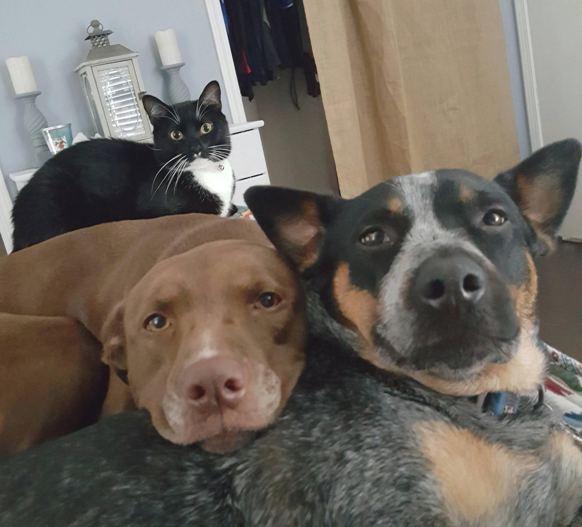 animalloop's tweet image. My little fur family! Reddit  this is Oliver  Cocoa  and Molly.