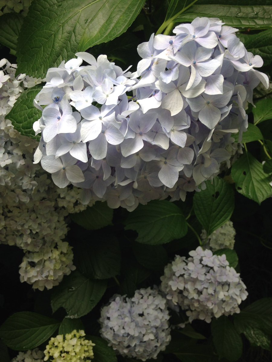 ♡の紫陽花