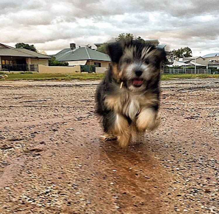 Charlie agrees with Chris Brown @BondiVet Lets #keepauspetfriendly at #NGA2016 @PetPositives @ALGAcomms