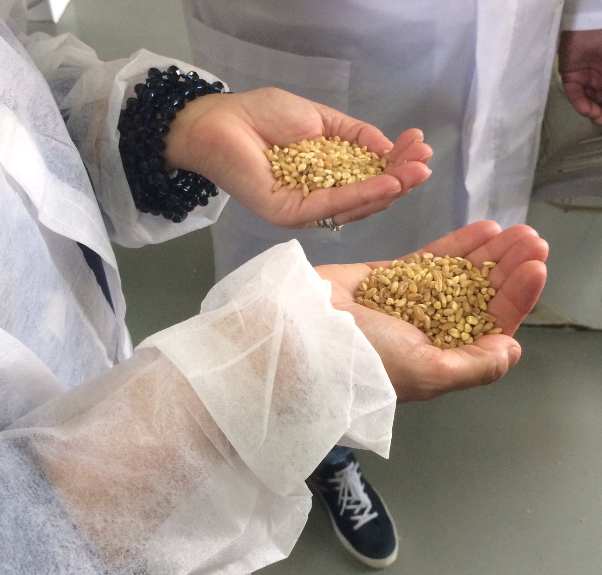 ColombaMongiell's tweet photo. Bellissimo grano, buonissima semola #MadeinItaly al Mulino De Vita #laraccoltadelgrano @LusiPatrizia @Deputatipd https://t.co/8PdPeT3TXw