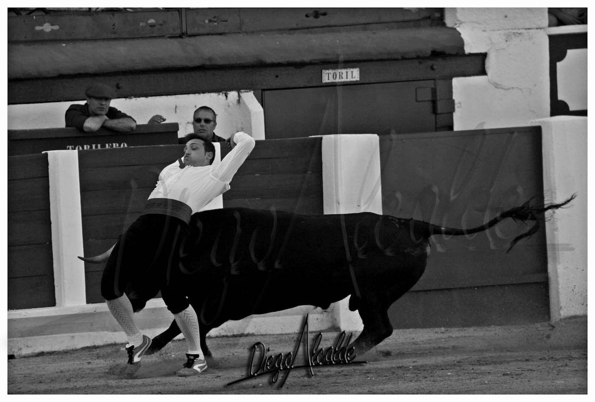 Buenos dias <a href="/JoseZorrillo/">zorrillo cortador</a> ENHORABUENA Campeon de ZAMORA 16 <a href="/Arte_y_Emocion/">Arte y Emoción</a> <a href="/Javi_Viza/">Javi González ‘Viza’ 🇪🇸</a> <a href="/zunigatoros/">Carlos Zúñiga</a>