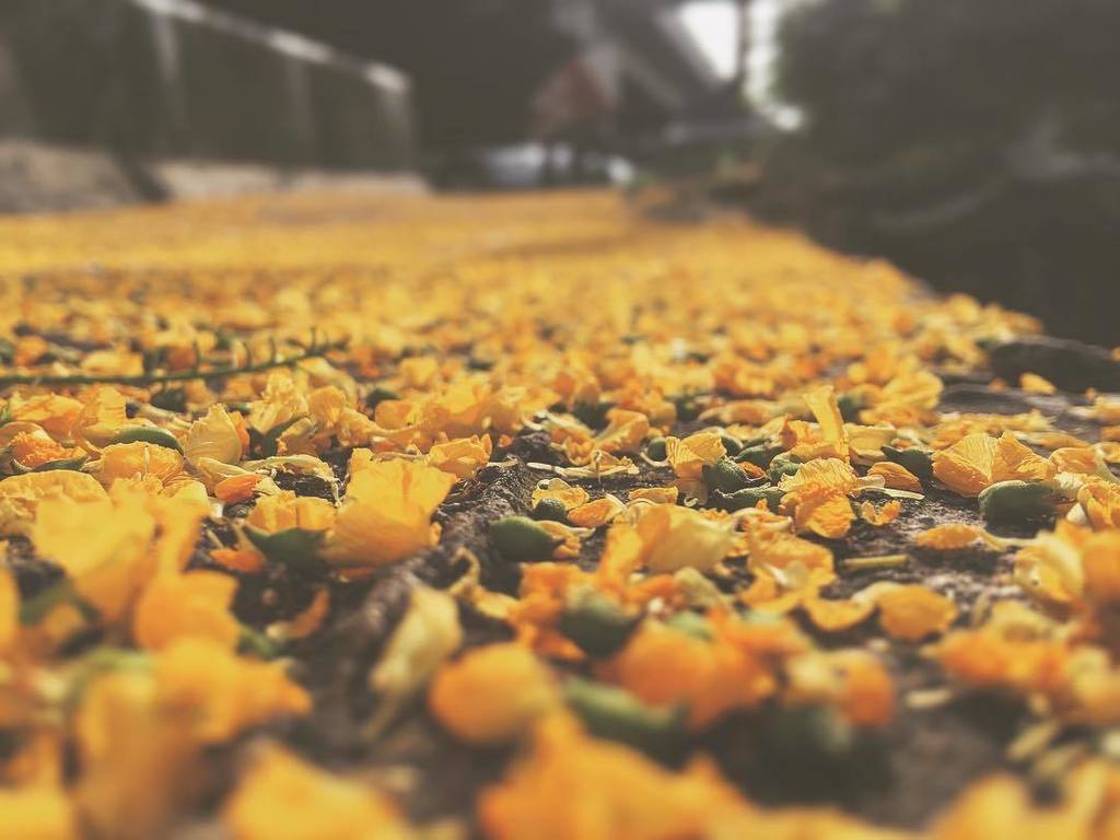 pokthanate's tweet photo. ซากุระเหลือง
ดอกประดู่ หอมหวาน
#flower #thailand #yellow #iger #igerth https://t.co/W29mr6Q0ve https://t.co/FVNqISUCpy
