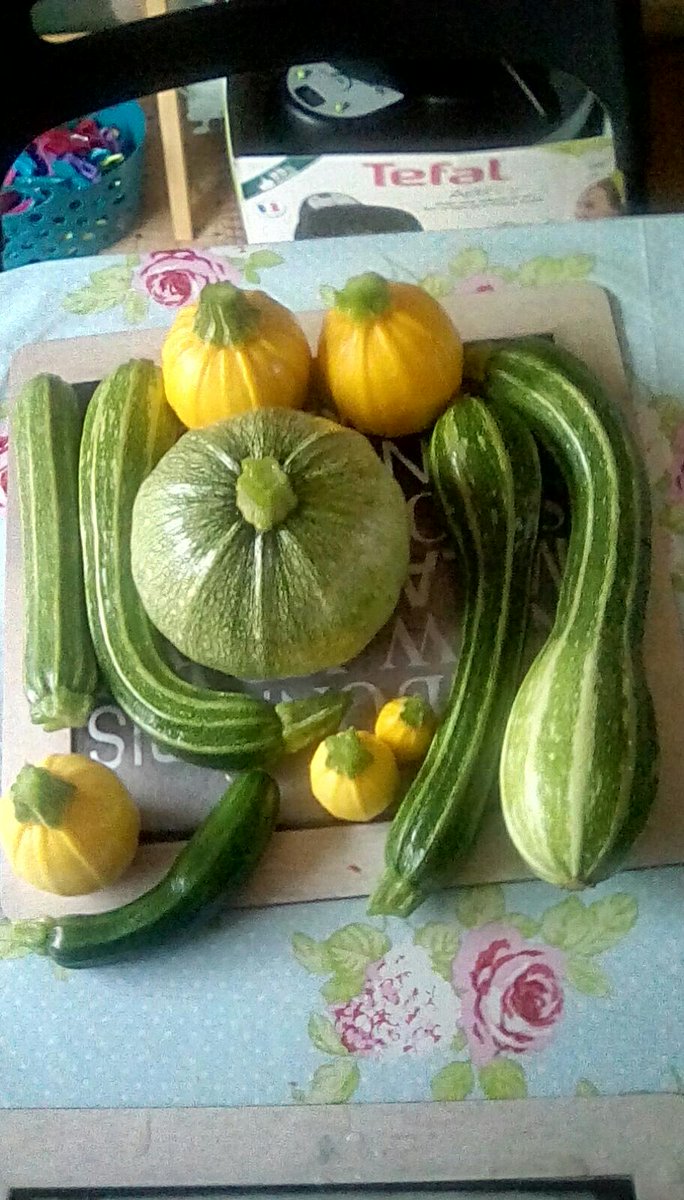 jonpcoombs's tweet photo. This morning's courgette harvest. #gyo https://t.co/QSIa2Jtivz