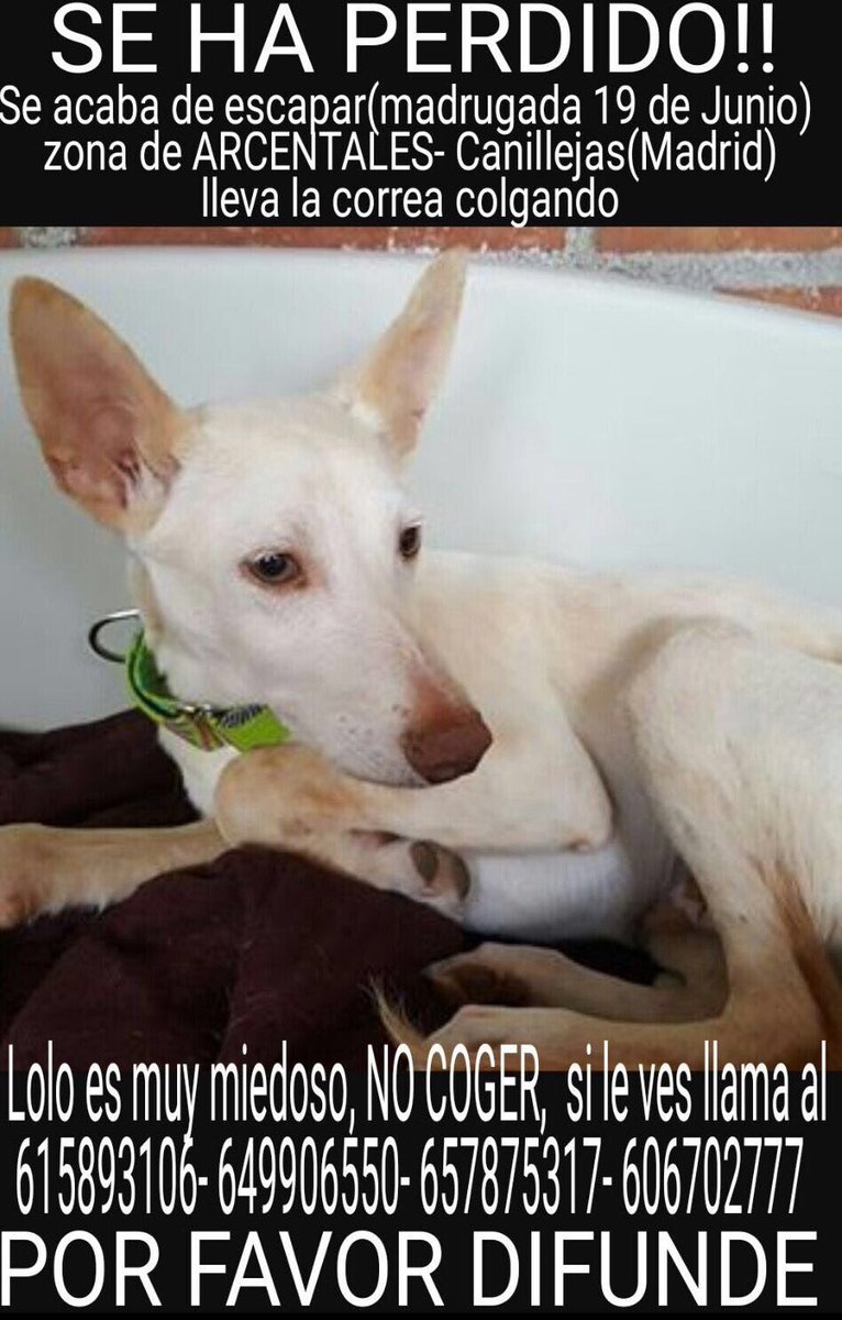 Lolo está perdido. Si alguien lo ve, por favor, que llame a cualquiera de los teléfonos que aparecen abajo. Ojalá.