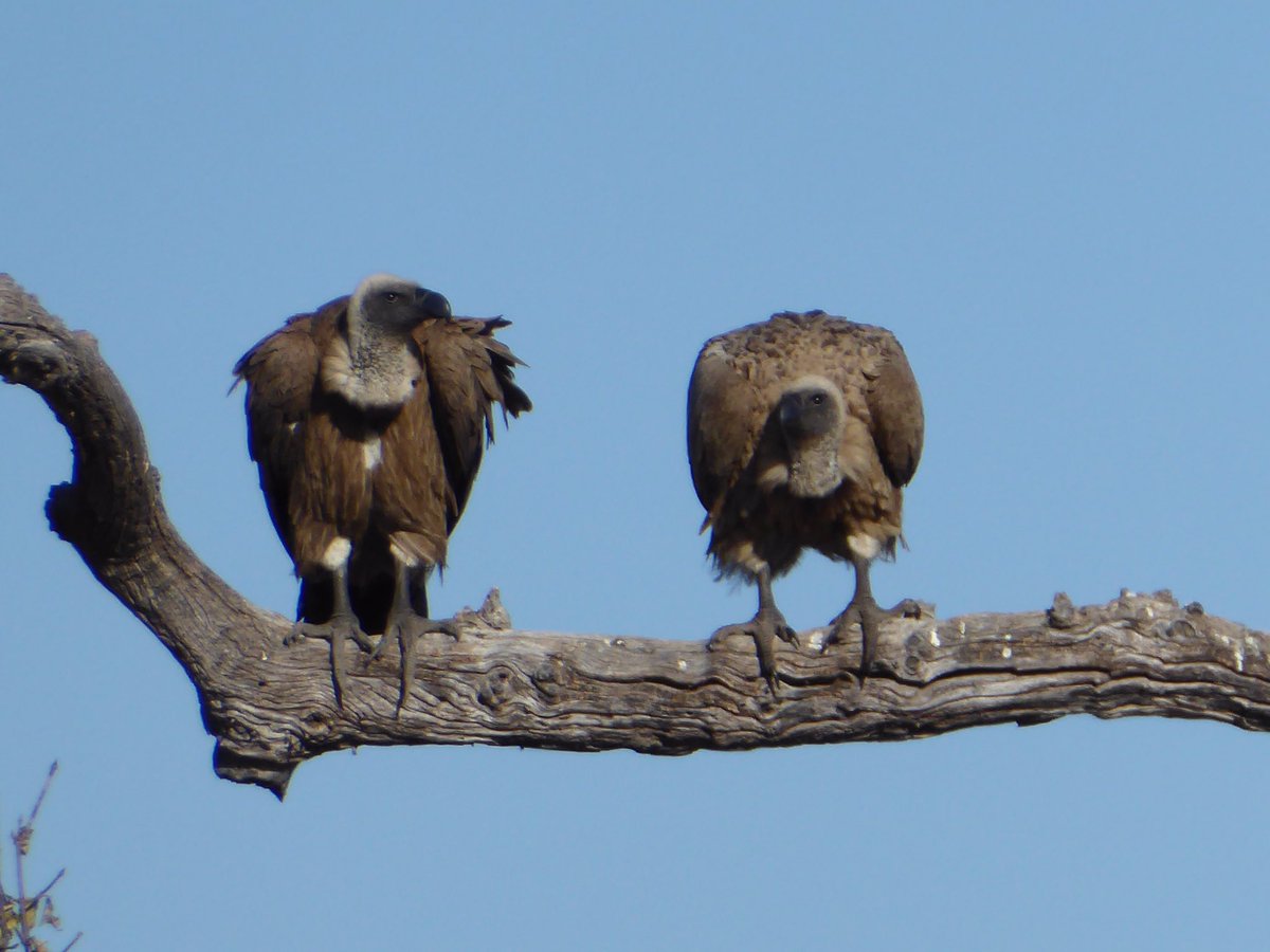 louisedunn101's tweet photo. #impala #vultures #tsessebe #Botswana #safari https://t.co/868bgsvNG5