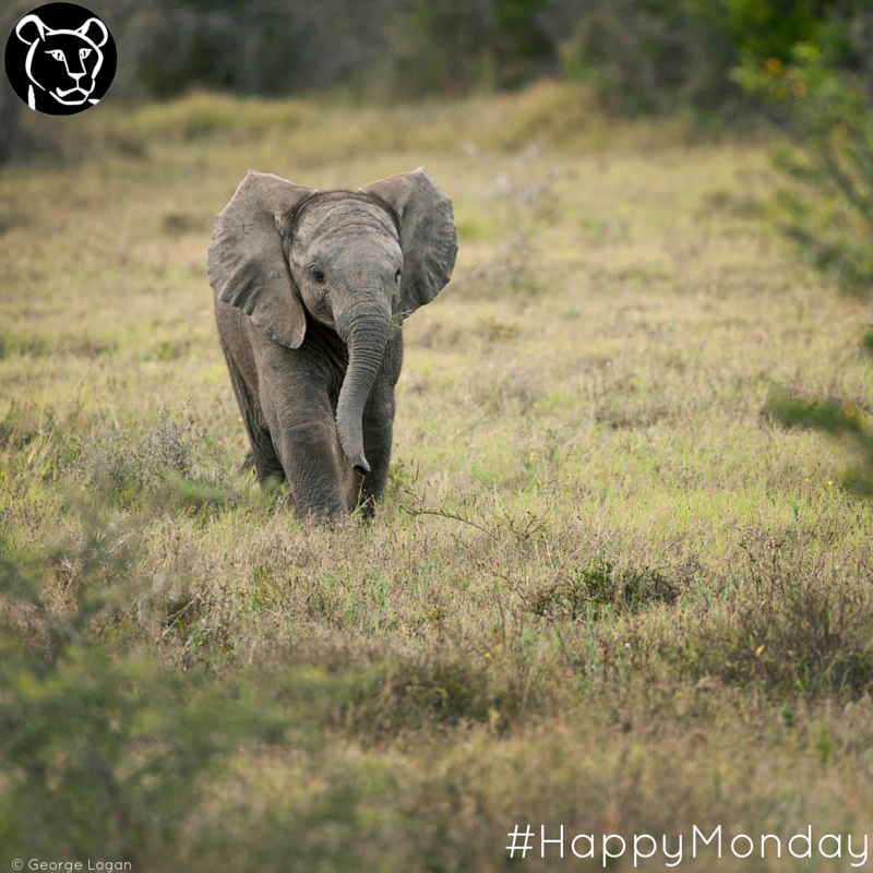 BornFreeFDN's tweet photo. "Ready or not - here I come!" 🐘 ❤️ #HappyMonday #Elephant https://t.co/ucFsMZSfBu
