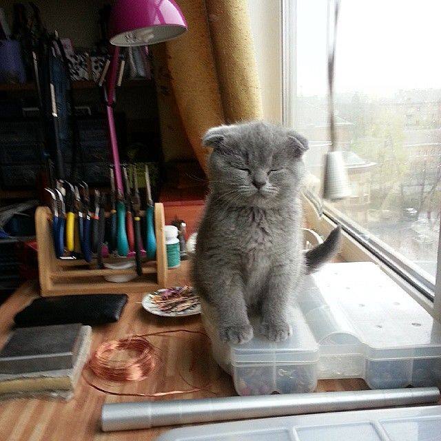 copper_amulet's tweet photo. My cat Cooper :) #wiregalaxy #kotomania #cat #cat_workshop #wiregalaxy #kitti #mystudio #my_cat #mycat #scottishfold https://t.co/Z4bJCwSpnv