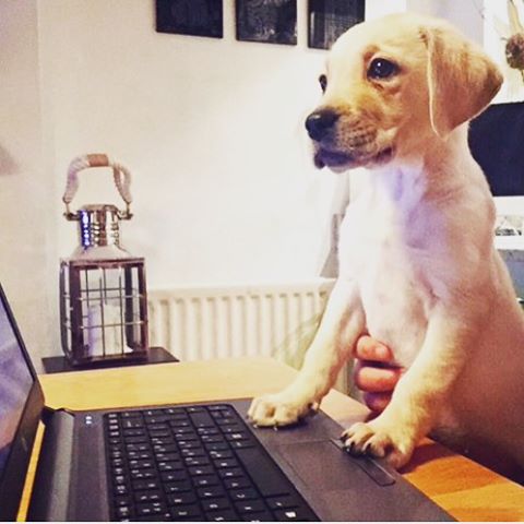AscendProperty's tweet photo. @ArneroRest Here's @AscendAdam's little one! Cute as a button! #puppylove https://t.co/quIpBrsMJK