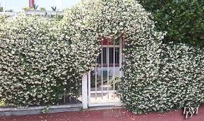 ModicaFlower's tweet image. Arco di #Gelsomino per in ingresso di casa #verde e #profumato! #ideegreen ow.ly/MIKI301qz9p