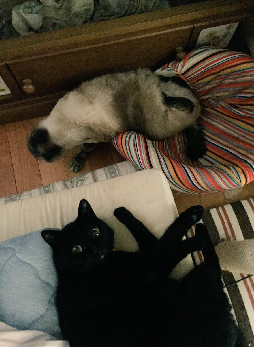 いわみちさくら マイニチねこ大盛 ふたばがベッドからはみ出て寝てたから写真撮ろうとしたらちょうど起きがっちゃって 黒猫スナップ撮ったら後ろに謎の生き物が みたいな画像になった