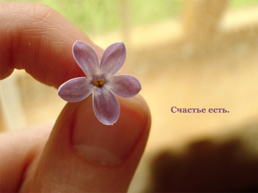 Открытка счастье есть. Что то похожа счастье. Что то похожа счастье. Счастье у каждого свое. Смешные высказывания про счастье.