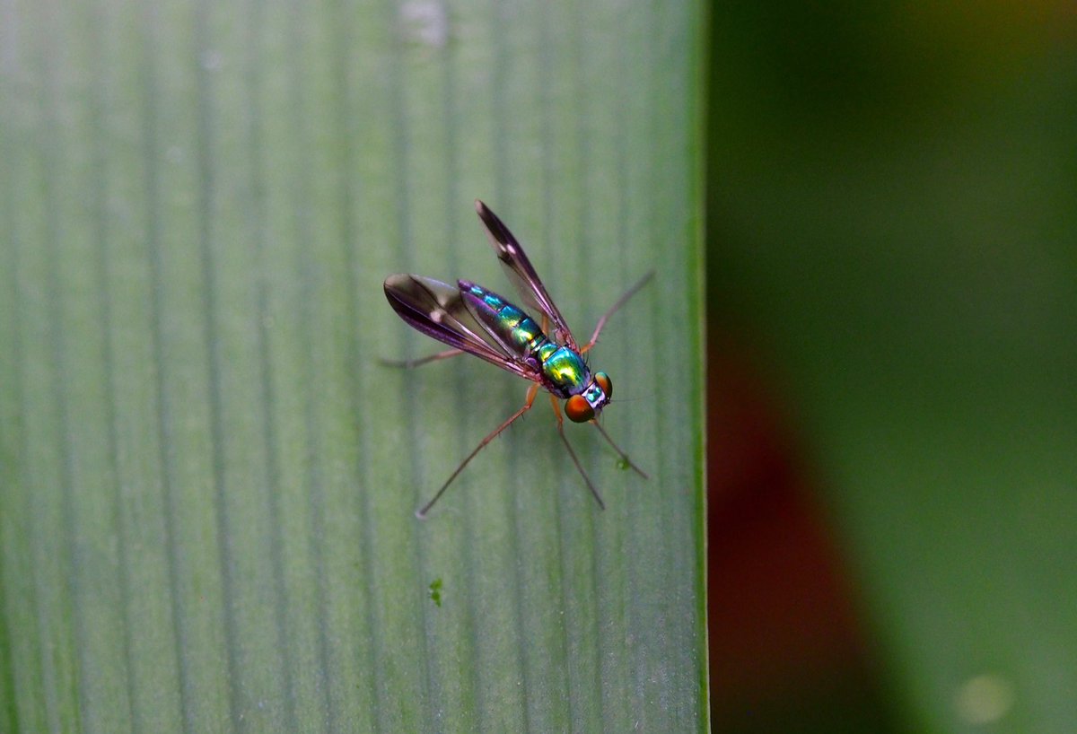 photosjpn's tweet image. Iridescent! It's spring, in my garden! #photooftheday #CNNSpring #CNNiReport #photo #bugs #nature #photography