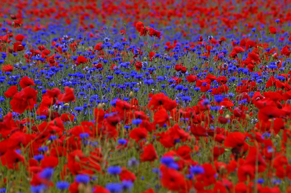 worldloveflower's tweet photo. Good Monday! First day of summer? I feel embarrassed for us. This is what summer should look like! #summersolstice https://t.co/8gCka6yAz1