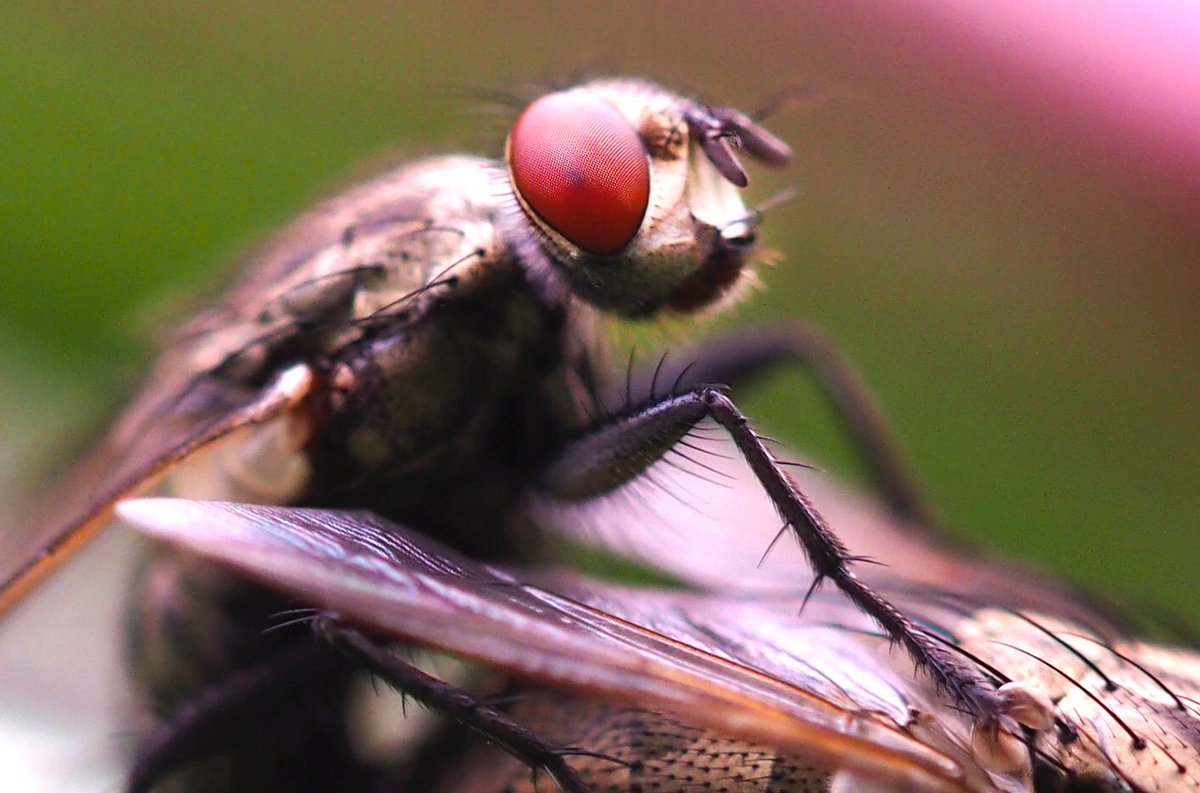 photosjpn's tweet image. My, what beautiful eyes you have! It's spring, in my garden! #photooftheday #CNNSpring #CNNiReport #photo #bugs #fly