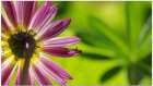 LIVE CHAT | Join Ontario Today's live chat with gardening expert Ed Lawrence at 12:30pm ET cbc.ca/1.3640329
