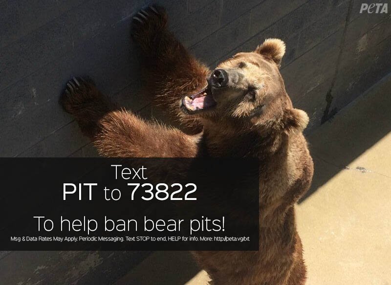 peta's tweet photo. Dozens of bears are trapped in barren, concrete pits across the country. TEXT to help them! #MondayMotivation https://t.co/NZvG8IqyaY