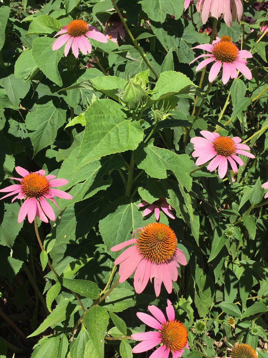 LockerlyMilly's tweet image. Come see what&apos;s blooming on the first day of summer @Andalusiafarm @MilledgevilleCC    #milledgeville #solstice2016