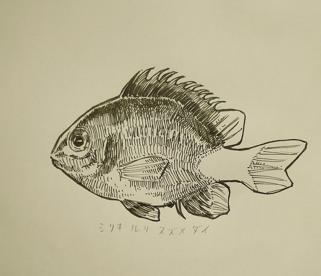 たけなが シリキルリスズメダイとその人魚化したイラストです 尻尾の黄色がすごく鮮やかです 魚 人魚 シリキルリスズメダイ 海 オリジナル アナログ T Co Eonhxurrcm T Co Ep07x3j8tz Twitter