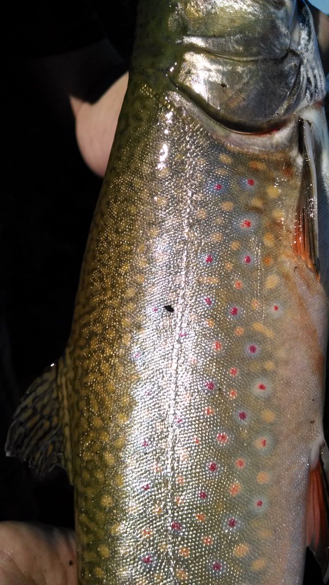 Thanks <a href="/petesprotackle/">Pete's Pro Tackle</a> the #Berkeley bait and the tip on the #BrookTrout on #barbielake in #mymanitoba good tip.
