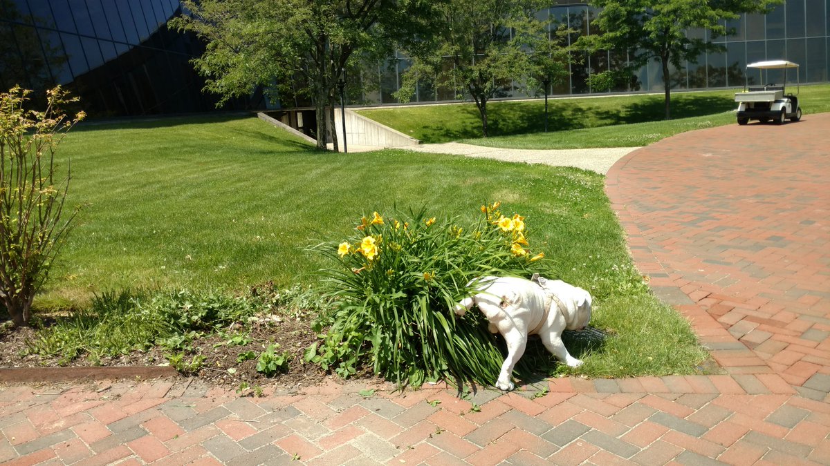 Bryant has gardeners, but I like to help when I can... we're a family here. #Bryant2020