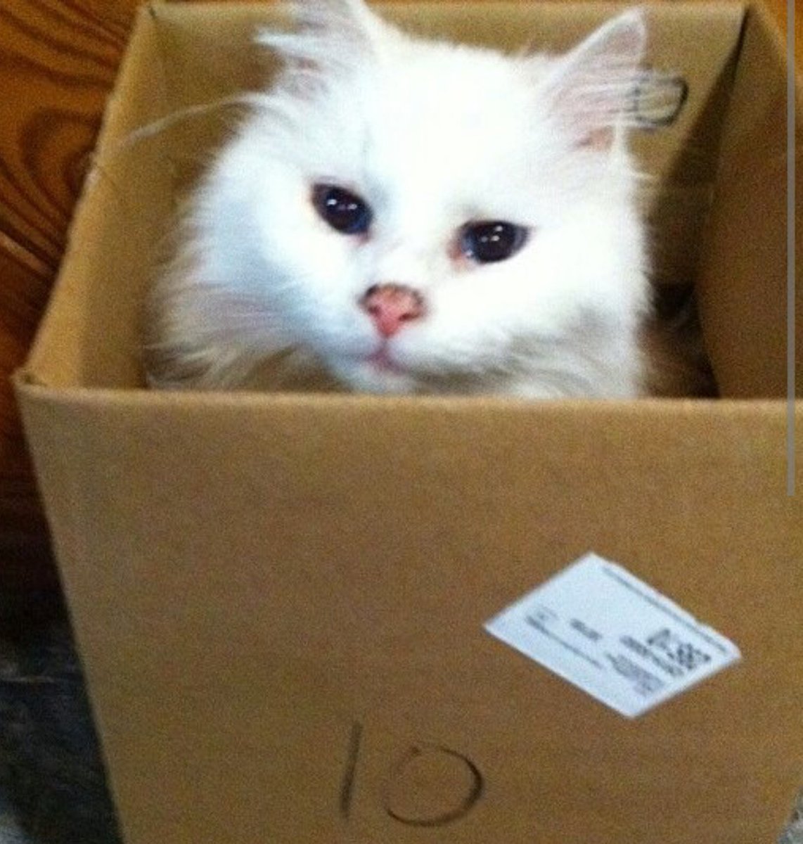 Snickerdoo2's tweet photo. @GeorgiaEMA SMOWBALL is #PetReady https://t.co/IU2Vi3Jetu